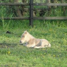 Anden særlig race A.B. Ludwig