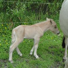 Anden særlig race A.B. Ludwig