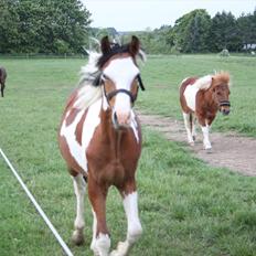 Anden særlig race Prins Viggo /Hania