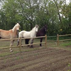 Haflinger Nantino Hestvang