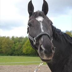 Dansk Varmblod Show man <3 "passer" "privat hest"