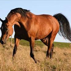 Arabisk fuldblod (OX) MB Karatt