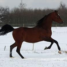 Arabisk fuldblod (OX) MB Karatt