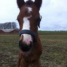 DSP LGM Born to be Charming