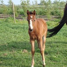 DSP LGM Born to be Charming