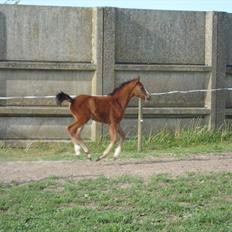 DSP LGM Born to be Charming