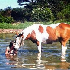Anden særlig race Camino *CMNS*
