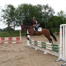 Holstener TT- Lacopia