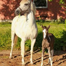 Anden særlig race Lundgårdens Porsche