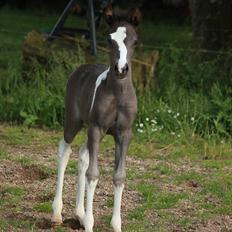 Anden særlig race Lundgårdens Porsche