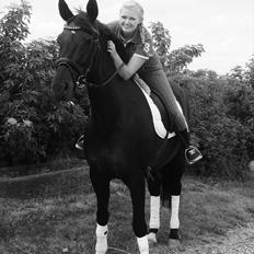 Dansk Varmblod Leasy