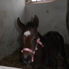 Oldenborg Ice Bell (solgt)