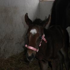 Oldenborg Ice Bell (solgt)