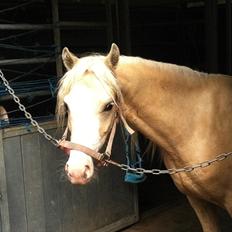 Welsh Pony (sec B) Fredens Ivory Knight