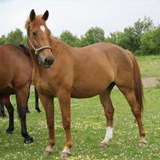 Dansk Varmblod Fredbo´s Khan