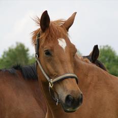 Dansk Varmblod Fredbo´s Khan