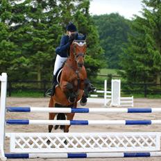 Holstener Don Vito *tidligere hest*