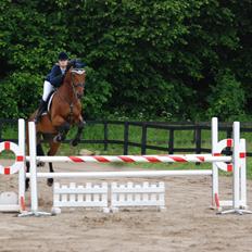 Holstener Don Vito *tidligere hest*