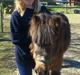 Shetlænder Djingo<3:-* RIP (Himmelhest)