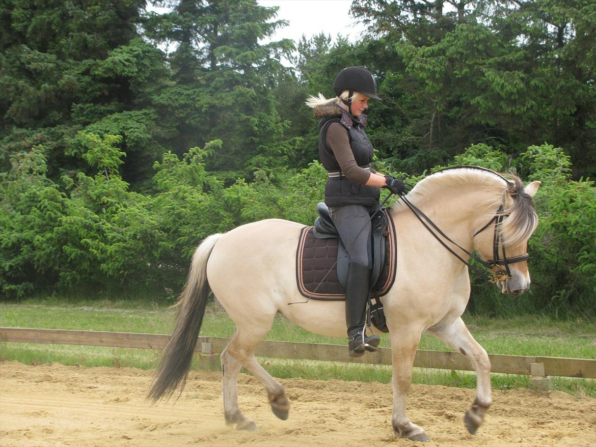 Fjordhest Perle Fjordvang - en ener' - Dressur træning d. 14/6 2012

Jeg kigger meget ned for at sørge for mine hænder er korrekt på tøjlen, da vi er i gang med lærer at ride med kandaren - så ingen kritik. tak.  billede 3