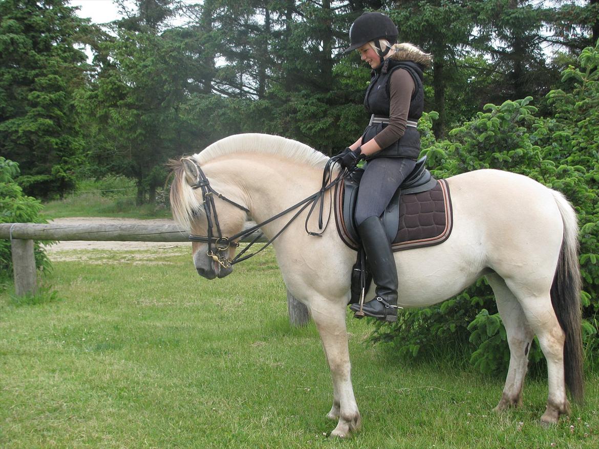 Fjordhest Perle Fjordvang - en ener' - Jeg kigger meget ned for at sørge for mine hænder er korrekt på tøjlen, da vi er i gang med lærer at ride med kandaren - så ingen kritik. tak.  billede 14