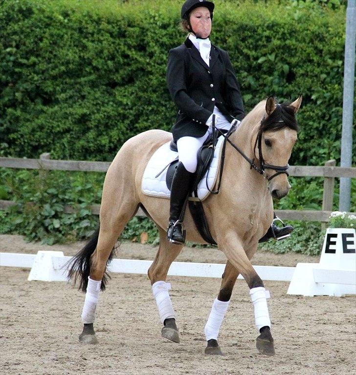 Polsk Ædelt Halvblod Dama (Lady) - Hvis du går gennem livet med et smil, så er der ingen ting der kan gå galt. billede 4