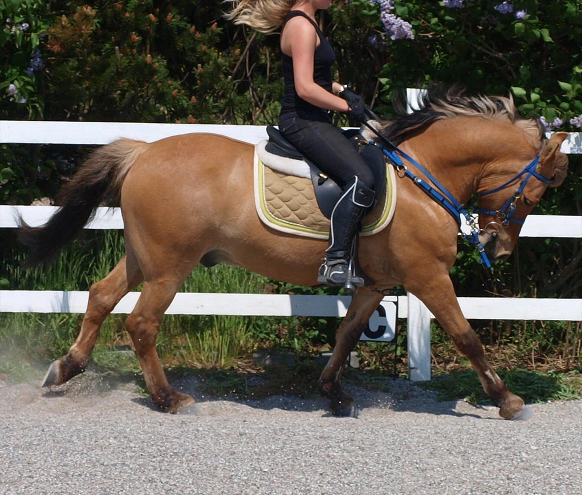 Anden særlig race Albert - Maj 2012 
Foto:Helle Bøttcher billede 15