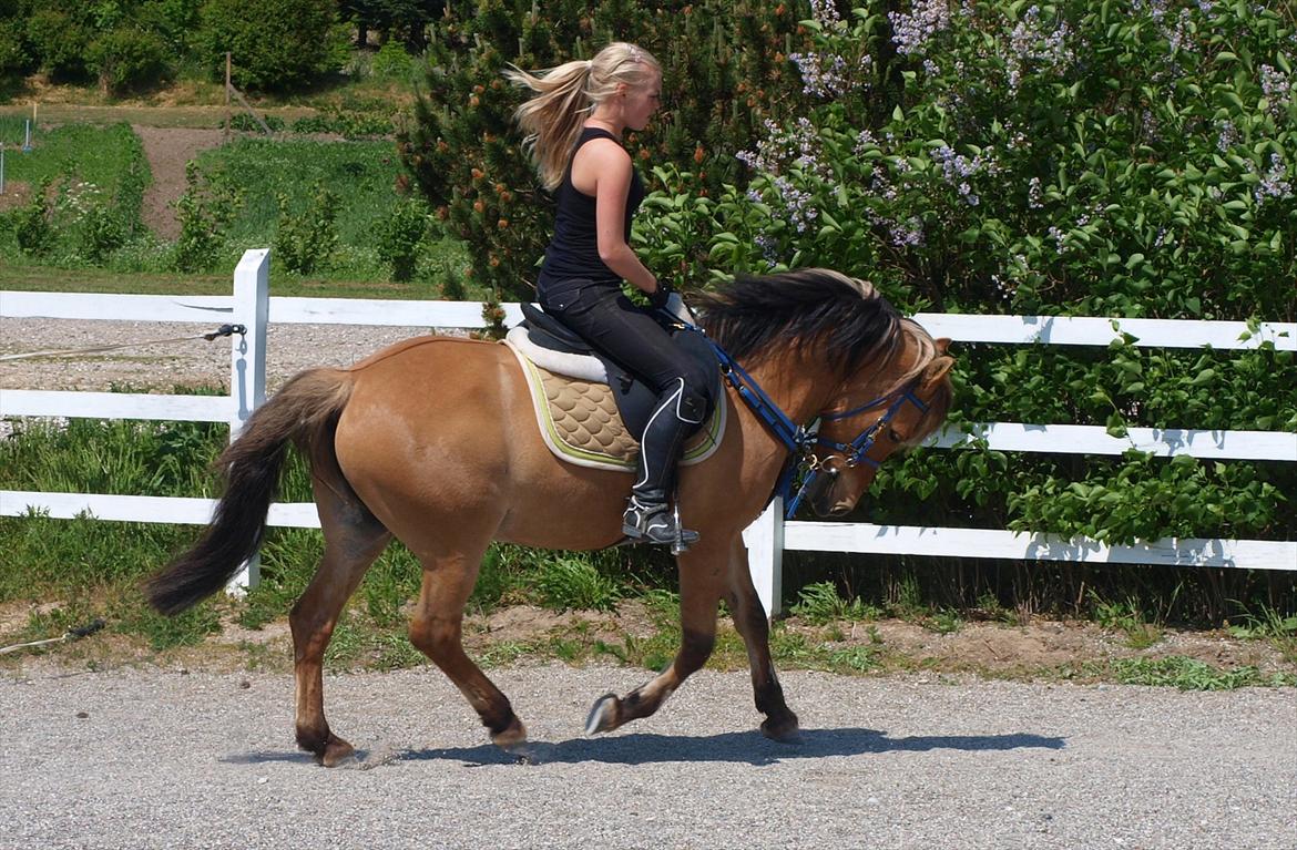Anden særlig race Albert - Maj 2012 
Foto: Helle Bøttcher billede 16