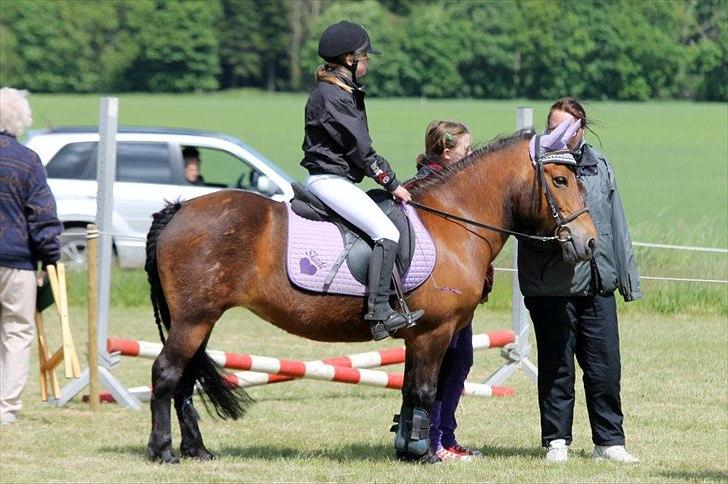 Anden særlig race Skade - På Gl. Estrup's Agility bane  Foto: Julie
 billede 6