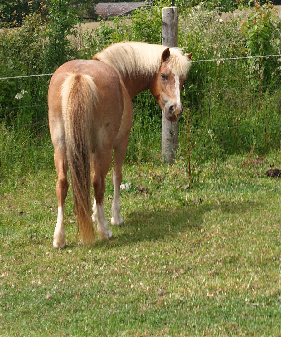 Anden særlig race Fie billede 16