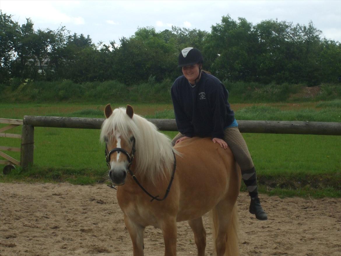Haflinger Luna billede 7