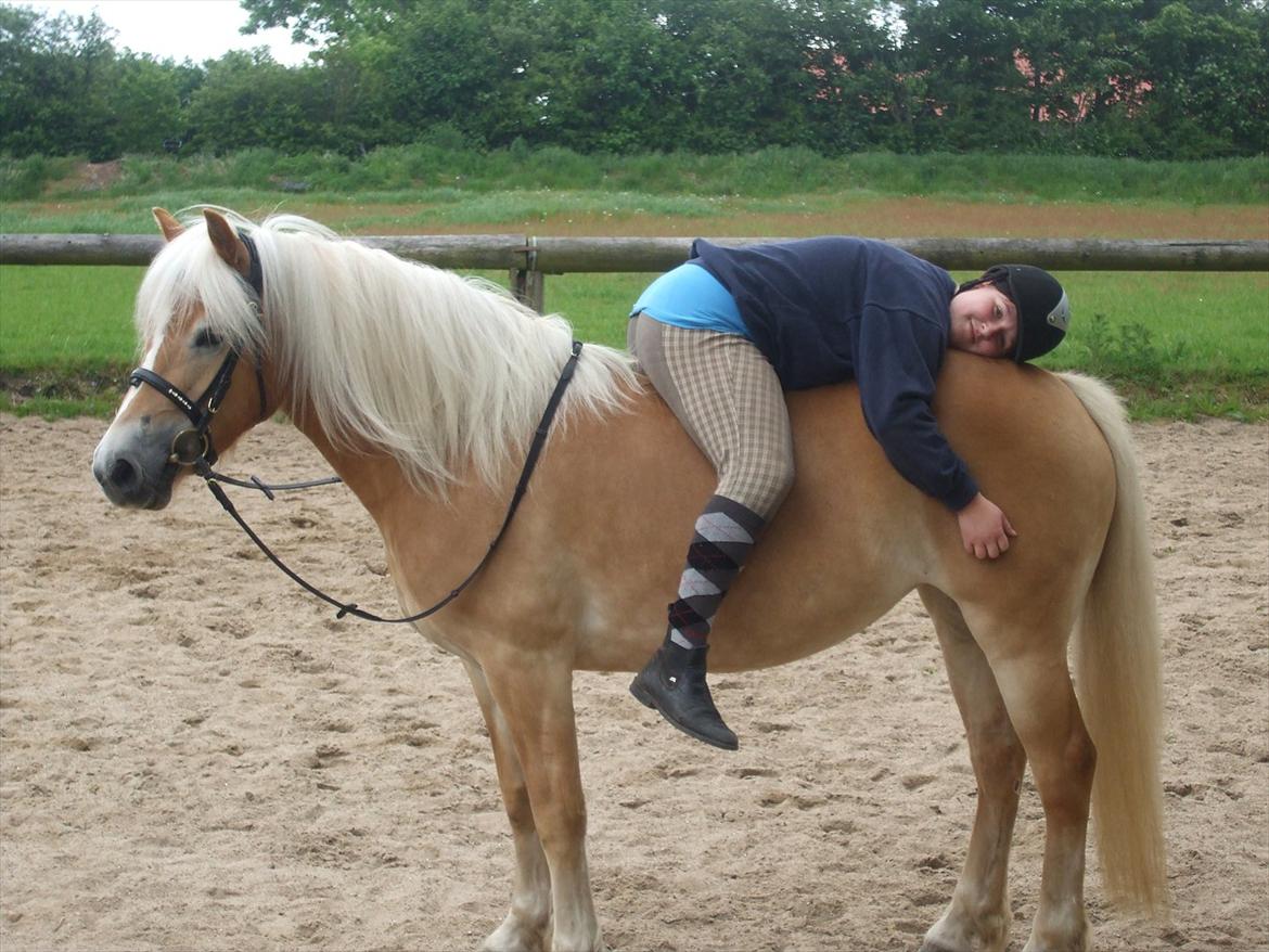 Haflinger Luna billede 12