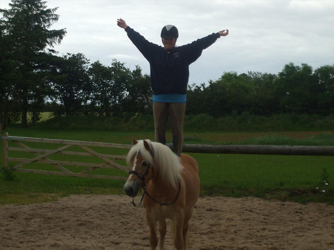 Haflinger Luna billede 2