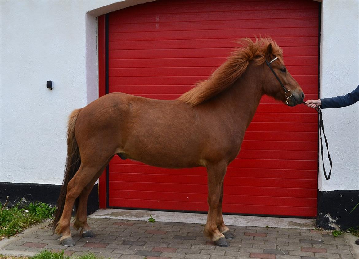 Islænder Blómi fra Engholm billede 8