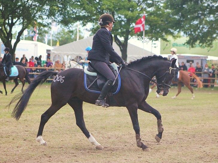 New Forest Niobe Hippios - Nibsen som agent 006 på Roskildedyrskue 2012 billede 13