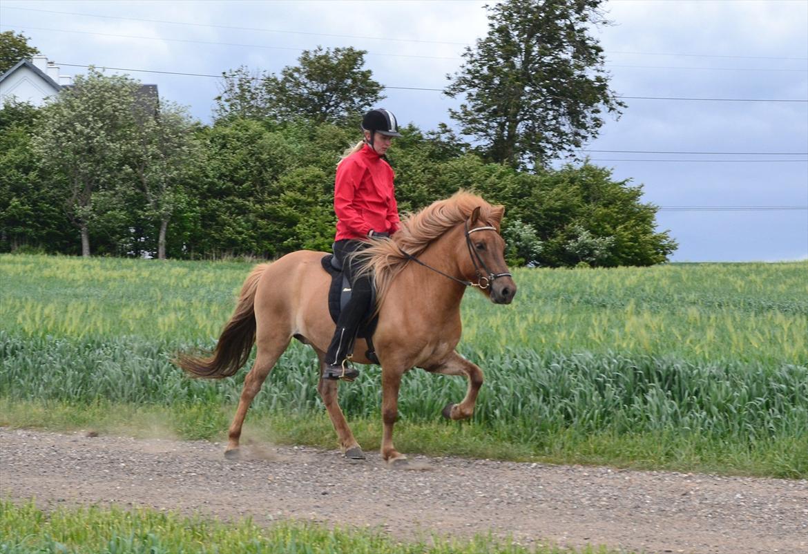 Islænder Asi fra Troldskov ( Solgt ) billede 18