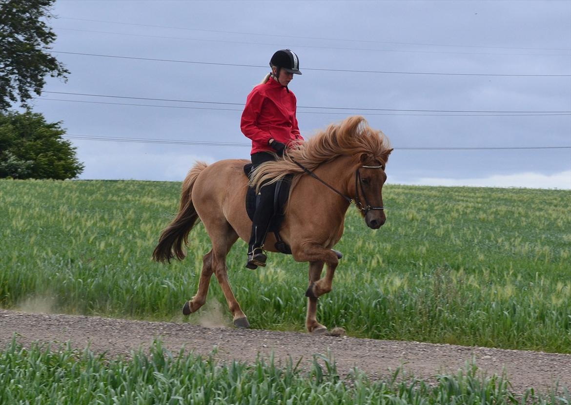 Islænder Asi fra Troldskov ( Solgt ) - 5 år billede 1