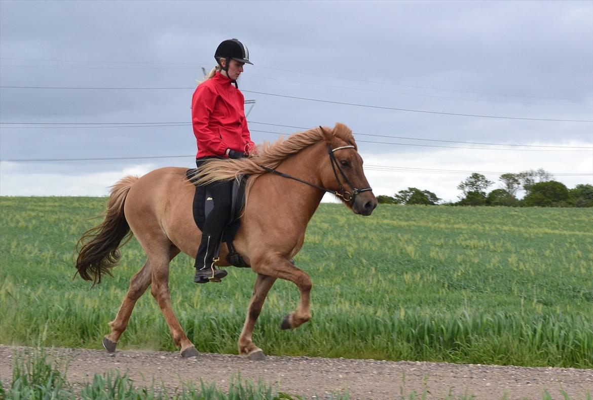 Islænder Asi fra Troldskov ( Solgt ) billede 19