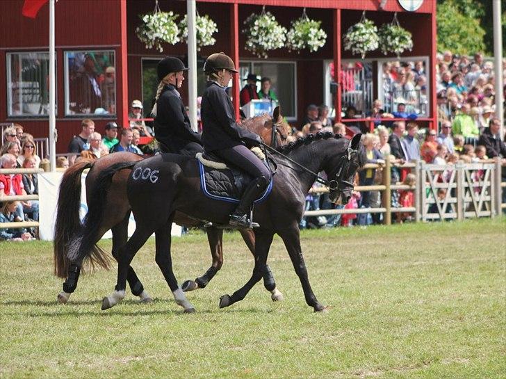 New Forest Niobe Hippios billede 14