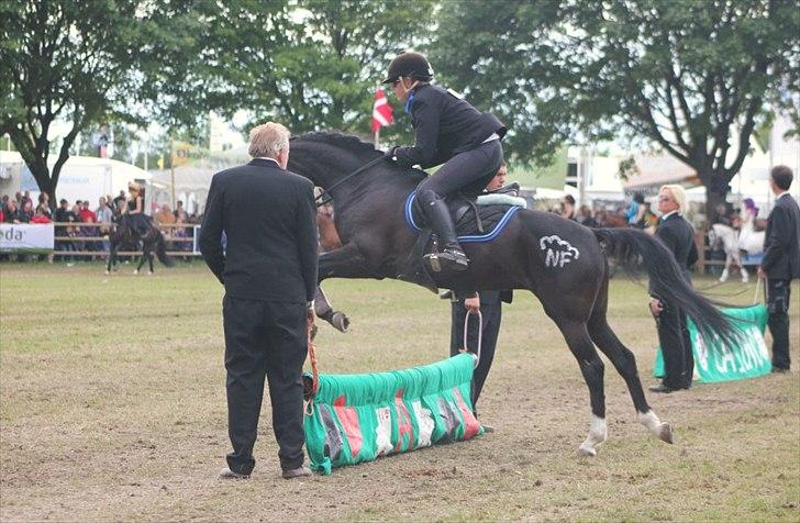 New Forest Niobe Hippios billede 15