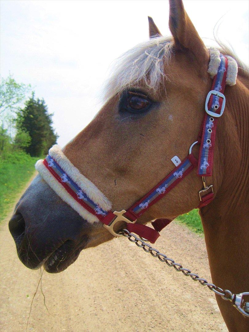 Haflinger Luca<3 billede 15