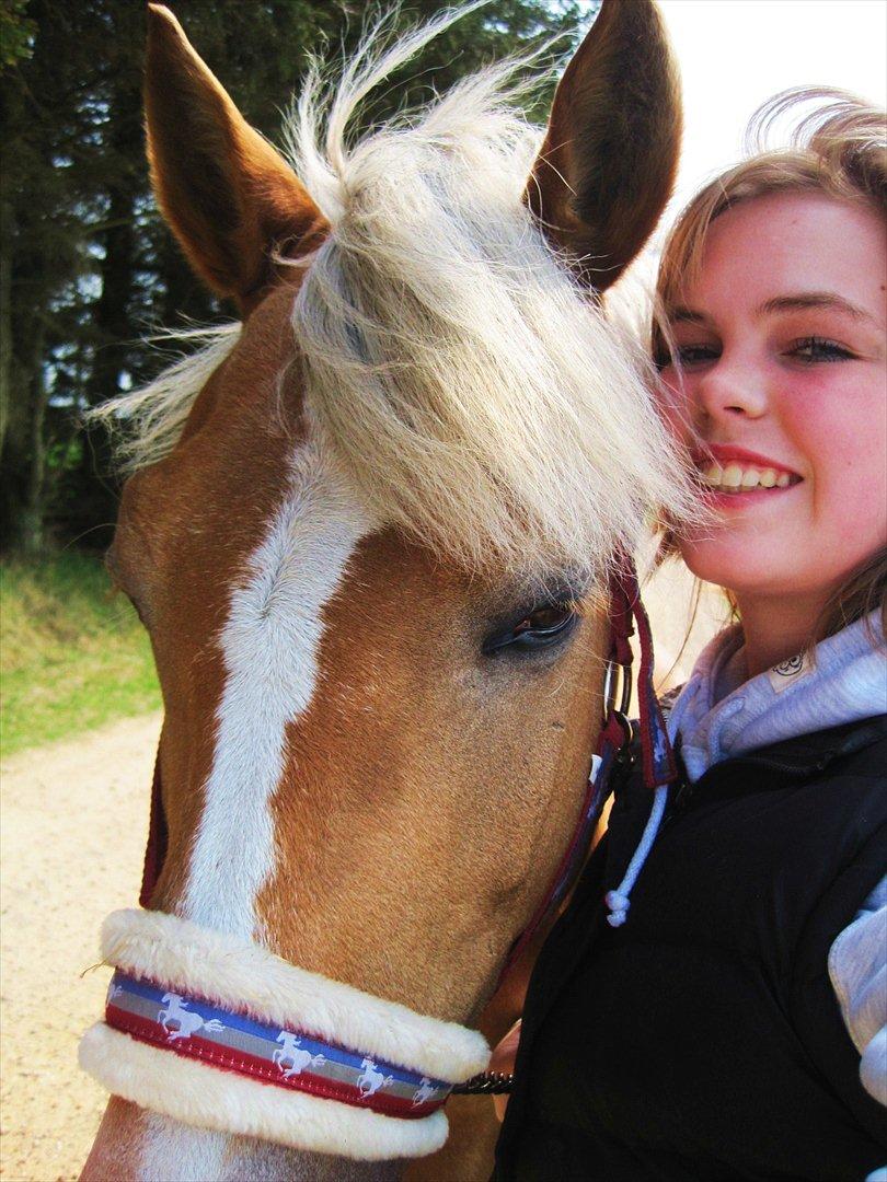 Haflinger Luca<3 billede 16