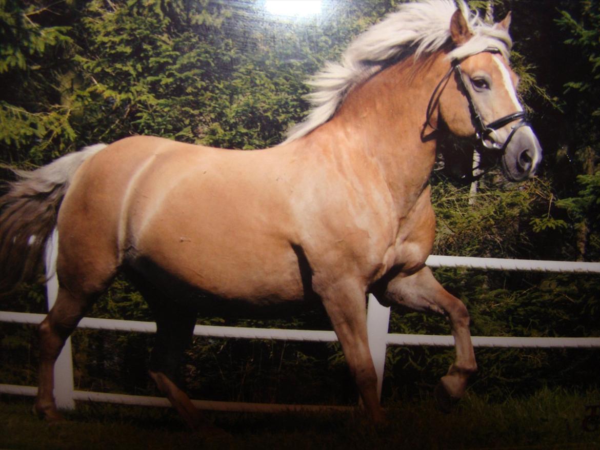 Haflinger Luca<3 billede 17