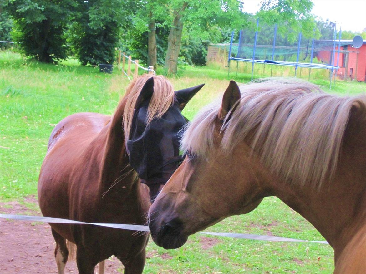 Haflinger Luca<3 billede 18