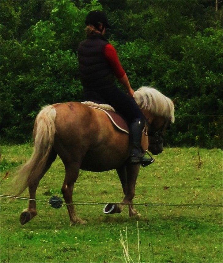 Haflinger Luca<3 billede 19