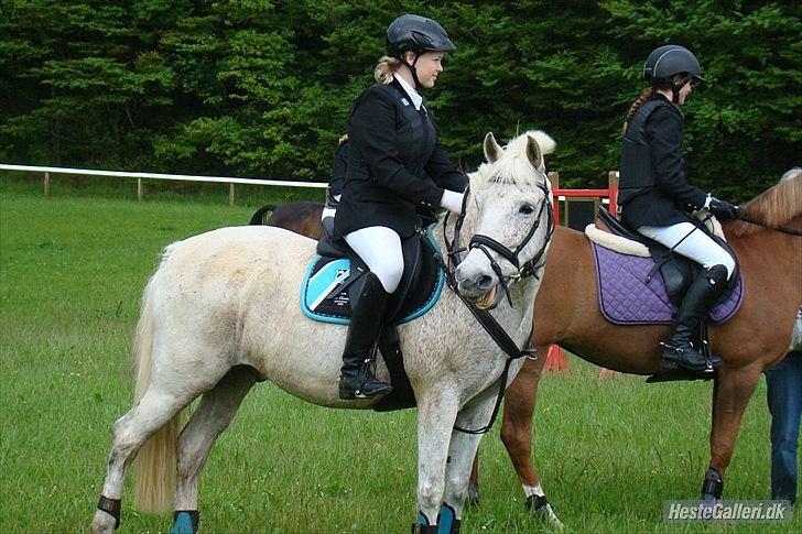 Anden særlig race Micky | Min ponymus <3 billede 8