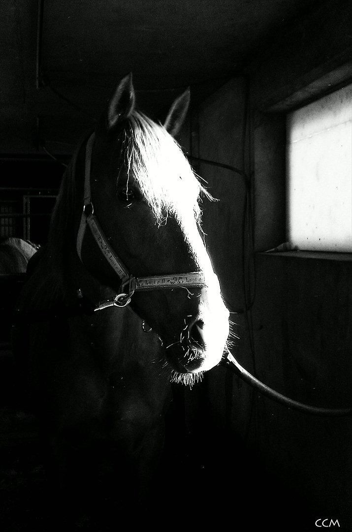 Hollandsk Varmblod ¨˜”°º• Rosa•º°”˜¨ Elsket & savnet. - Du vil altid være i mit hjerte -altid. billede 17