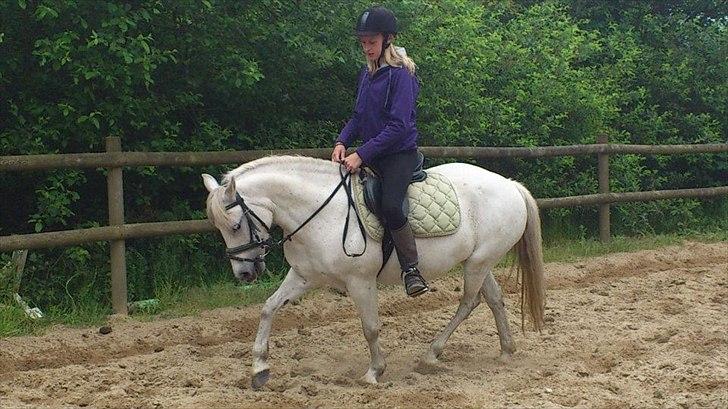 Anden særlig race Mille - Lidt dressur d.14/6-2012 billede 14