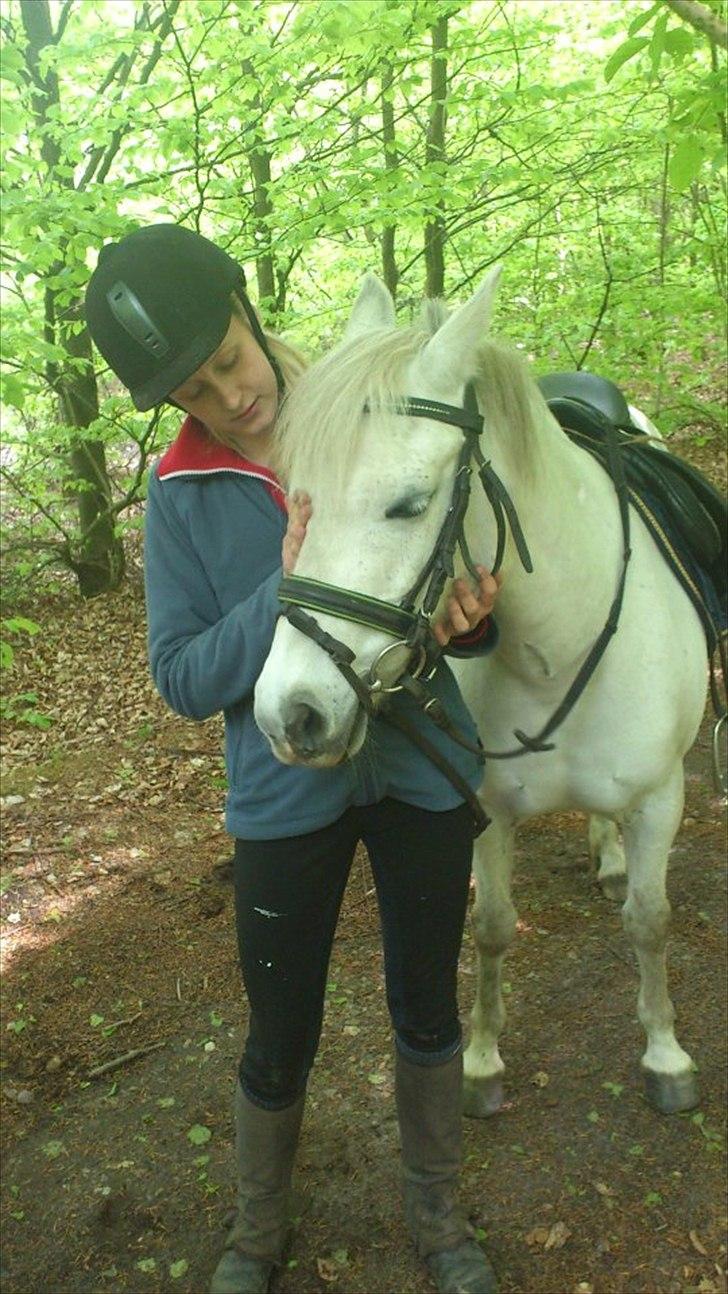 Anden særlig race Mille - Dejlige pony billede 16