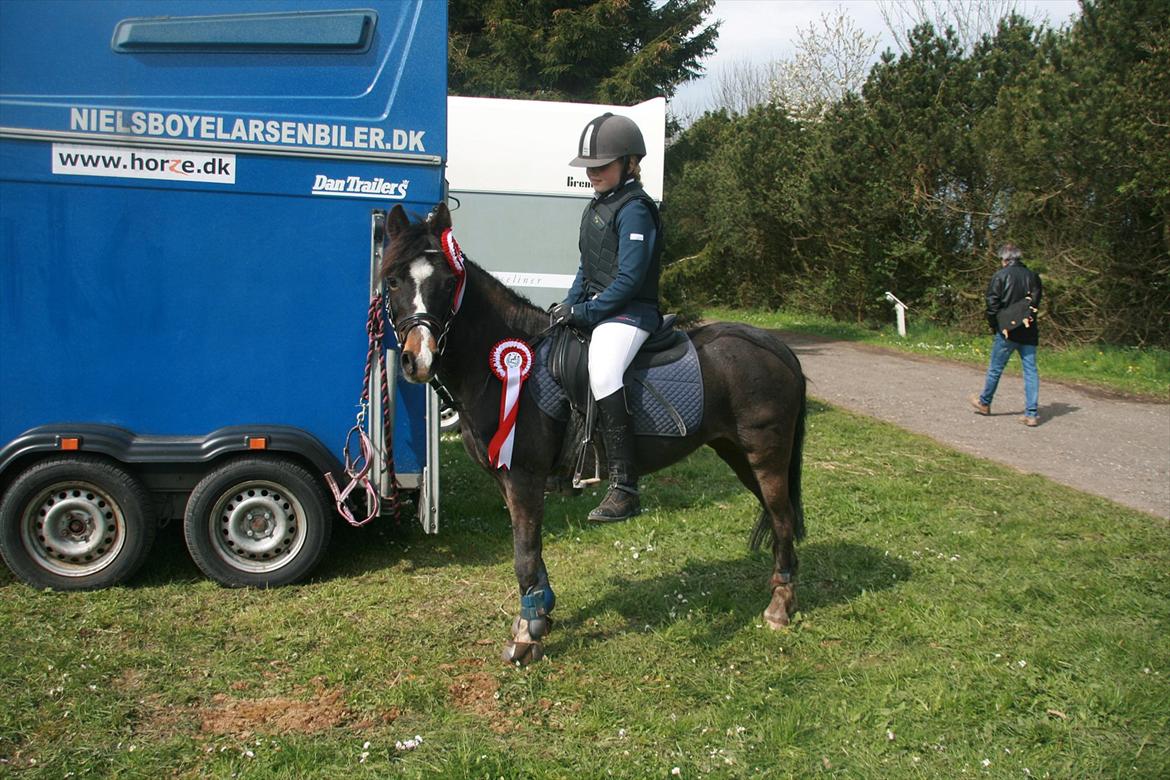 Welsh Mountain (sec A) Blick (Perle) billede 3